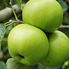 Bramley Apple Tree