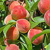 Peach Redhaven Tree Peach Redhaven Tree