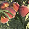 Peach Redhaven Tree Peach Redhaven Tree