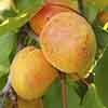 Apricot Early Moorpark Tree