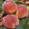 Patio Peach Crimson Bonfire Tree