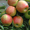 Apple Braeburn