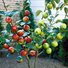 Duo Fruit Tree - Apple Bramley & Braeburn