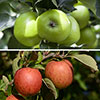 Duo Fruit Tree - Apple Bramley & Braeburn