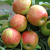 Duo Fruit Tree - Apple Bramley & Braeburn