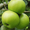 Duo Fruit Tree - Apple Bramley & Braeburn