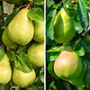 Duo Fruit Tree - Pear Conference & Concorde