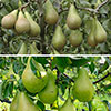 Duo Fruit Tree - Pear Conference & Concorde