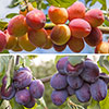 Duo Fruit Tree - Plum Victoria & Czar