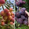 Duo Fruit Tree - Plum Victoria & Czar
