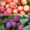 Duo Fruit Tree - Plum Victoria & Czar