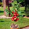 Nectarine Garden Beauty Patio Tree