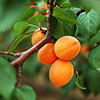 Patio Apricot Aprigold Tree