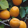 Patio Apricot Aprigold Tree