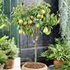 Pear Garden Pearl Patio Tree