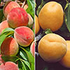 Duo Fruit Tree - Peach & Apricot
