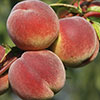 Duo Fruit Tree - Peach & Apricot