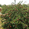 Cherry Bush Porthos