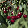 Cherry Bush Porthos