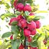 Malus Appletini 13cm potted