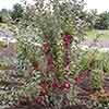 Malus Appletini 13cm potted
