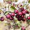 Malus Appletini 13cm potted