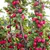 Malus Appletini 13cm potted
