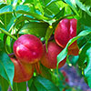 Nectarine Tree Prunus Flavourtop
