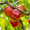 Nectarine Tree Prunus Flavourtop