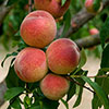 Patio Peach Diamond Tree