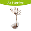 Patio Peach Diamond Tree Patio Peach Diamond Tree