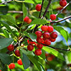 Patio Cherry Piemont Tree
