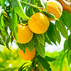 Patio Peach Honey Gold Tree Patio Peach Honey Gold Tree