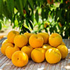 Patio Peach Honey Gold Tree Patio Peach Honey Gold Tree