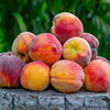 Patio Peach Honey Red Tree Patio Peach Honey Red Tree