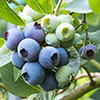 Blueberry Early New Hanover