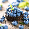 Blueberry Early New Hanover