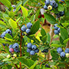 Late Blueberry Ozark Blue Late Blueberry Ozark Blue