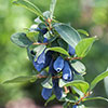 Honeyberry Lonicera Balalaika