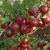 Gooseberry Hinnomaki Red