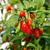 Goji Berry Instant Success
