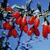 Goji Berry Instant Success