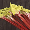Rhubarb Timperley Early