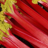 Rhubarb Timperley Early