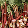 Rhubarb Timperley Early