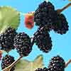 Mojo Berry Dwarf Mulberry