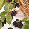 Mojo Berry Dwarf Mulberry