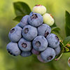 Early Season Blueberry Plant Early Season Blueberry Plant