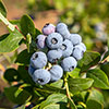 Early Season Blueberry Plant Early Season Blueberry Plant