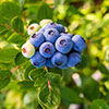 Early Season Blueberry Plant Early Season Blueberry Plant